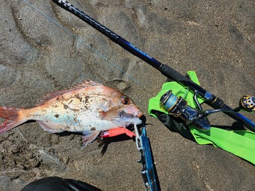 タイの釣果