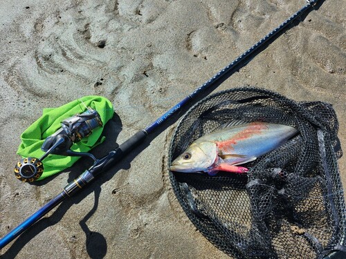 スズキの釣果