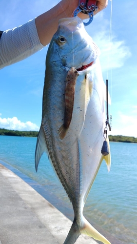 オニヒラアジの釣果