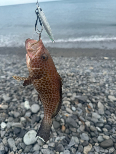 ワカシの釣果