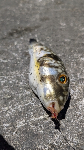 マフグの釣果