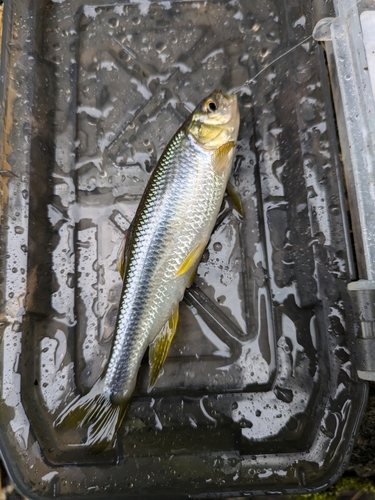 カワムツの釣果