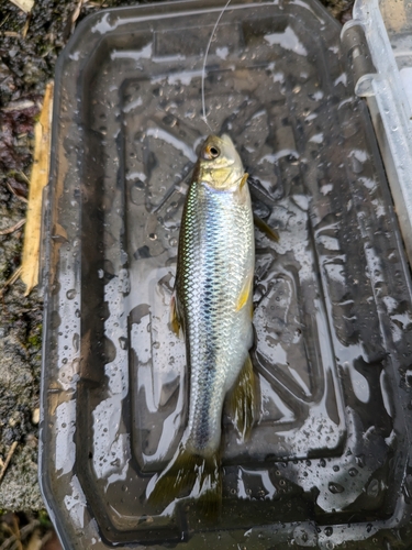 カワムツの釣果