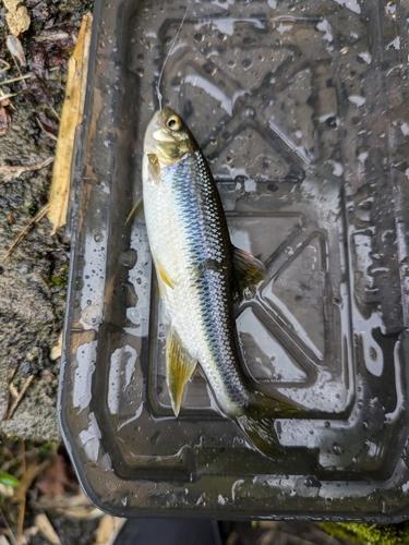 カワムツの釣果