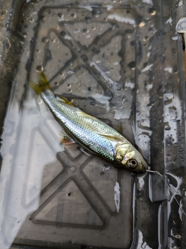 カワムツの釣果