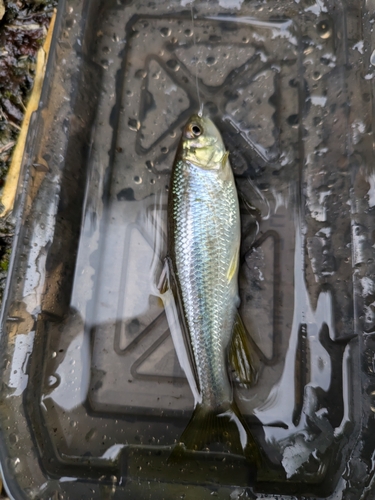 カワムツの釣果