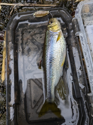 カワムツの釣果