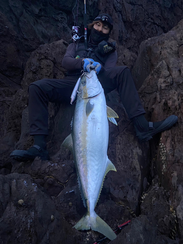 ヒラマサの釣果