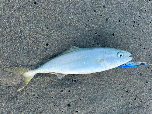 ワカシの釣果