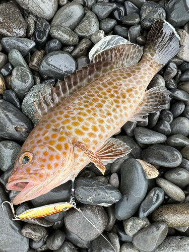 オオモンハタの釣果