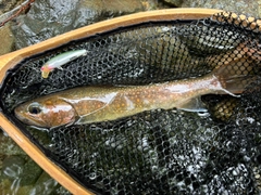 イワナの釣果