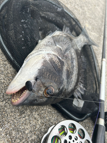 チヌの釣果