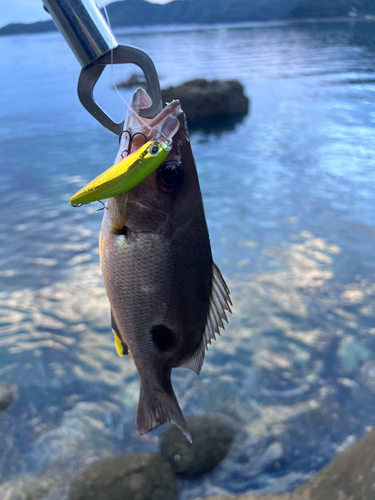 クロホシフエダイの釣果