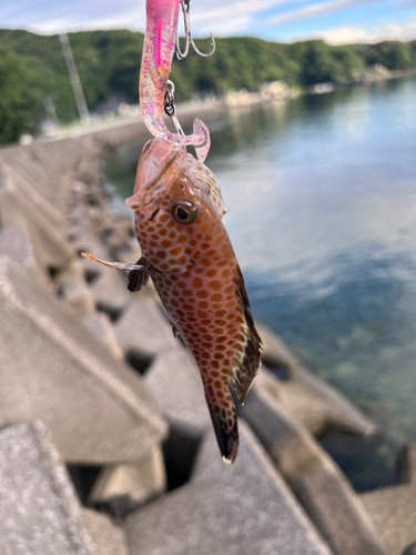 オオモンハタの釣果