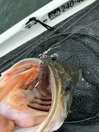 ブラックバスの釣果