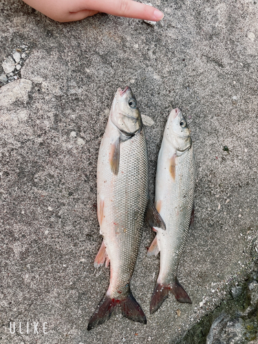 ウグイの釣果