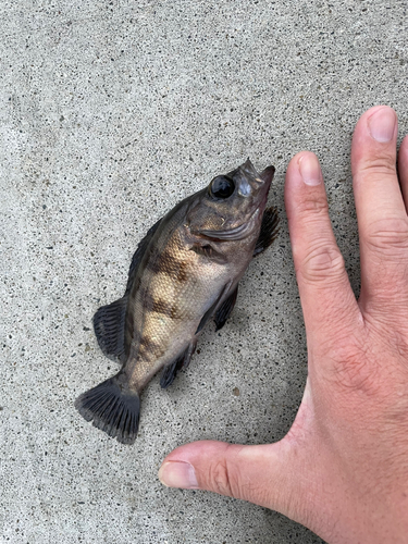 シロメバルの釣果