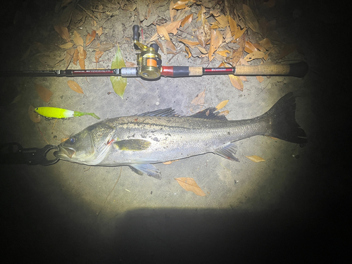 シーバスの釣果