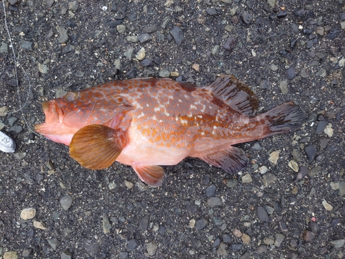 アコウの釣果