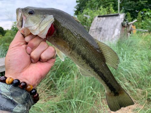 ラージマウスバスの釣果