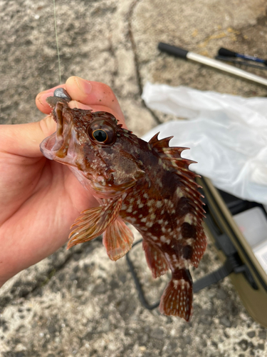 カサゴの釣果