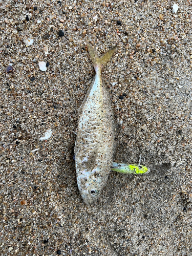 ショゴの釣果