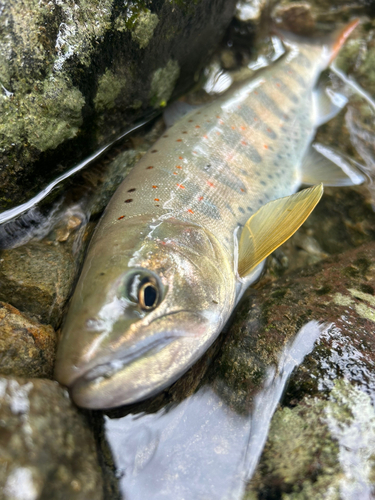 アマゴの釣果