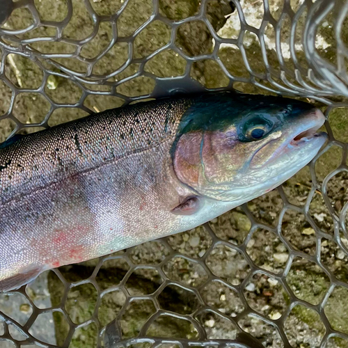 ニジマスの釣果