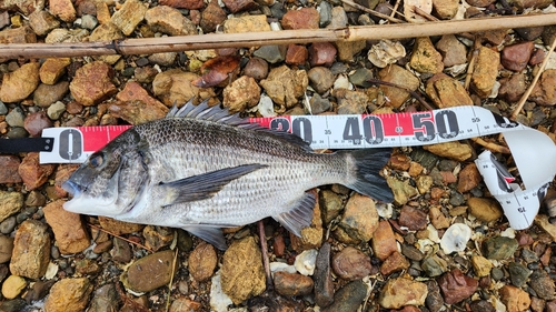 チヌの釣果