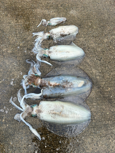 アオリイカの釣果