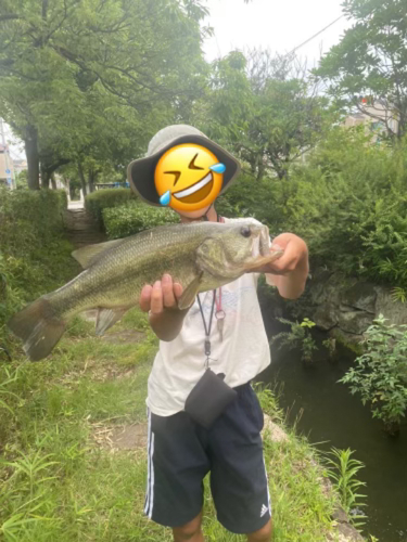 ブラックバスの釣果