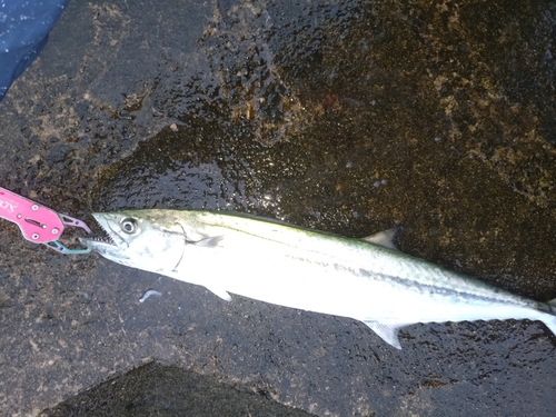 サゴシの釣果