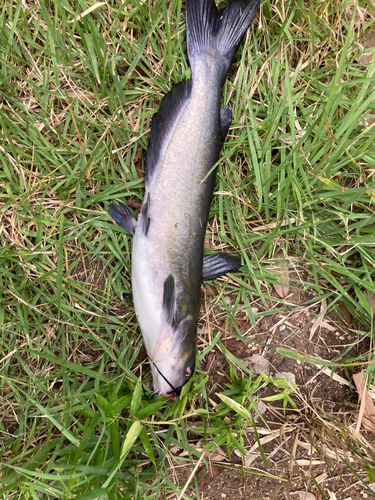 アメリカナマズの釣果