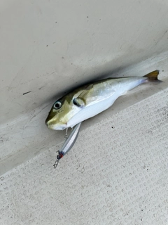 シロサバフグの釣果