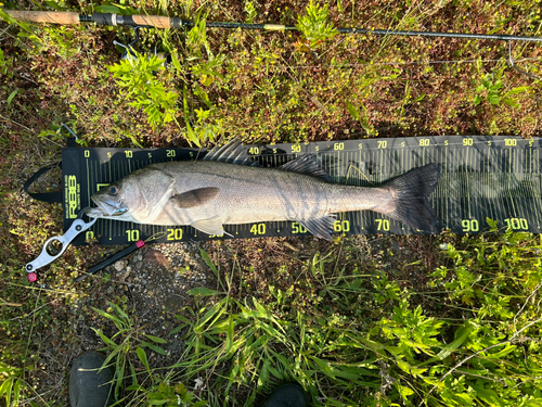 スズキの釣果