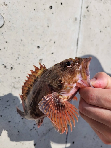 カサゴの釣果