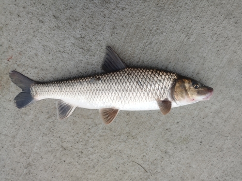 ニゴイの釣果