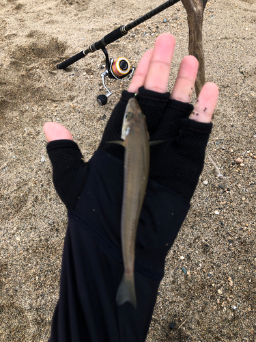 キスの釣果