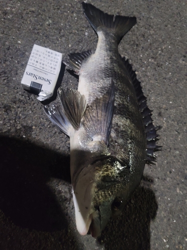 クロダイの釣果