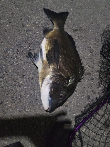 クロダイの釣果