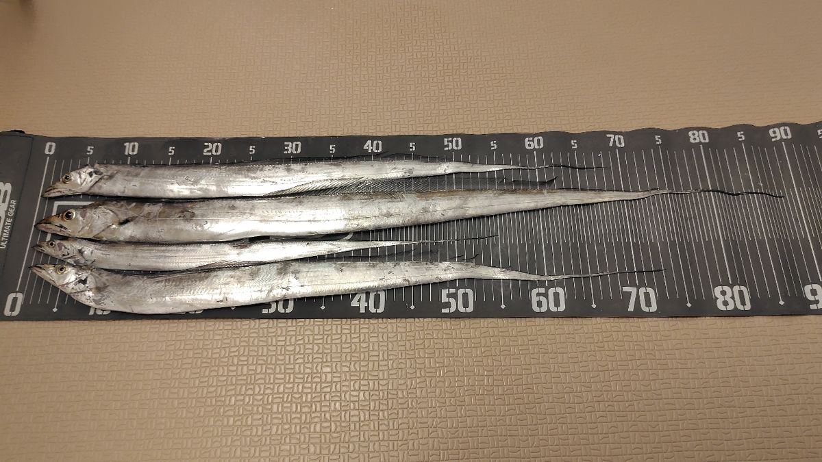 ﾏﾙﾁｱﾝｸﾞﾗｰじゅんや@電車釣行さんの釣果 2枚目の画像