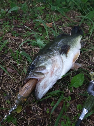 ブラックバスの釣果