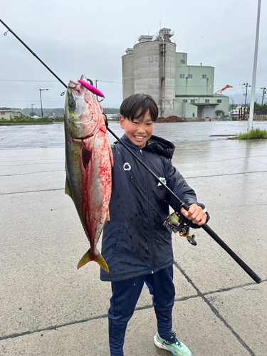 ハマチの釣果