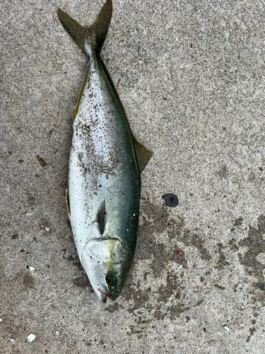 イナダの釣果