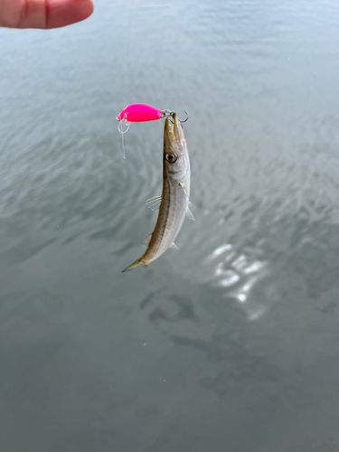 カマスの釣果