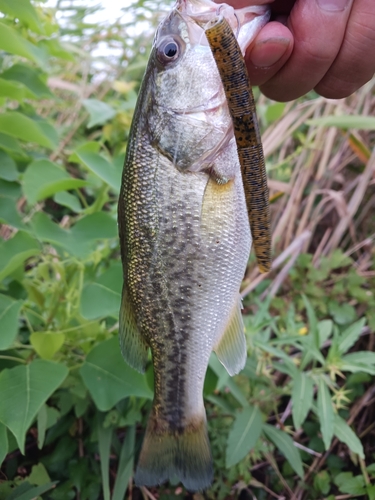 ラージマウスバスの釣果