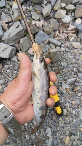 アマゴの釣果