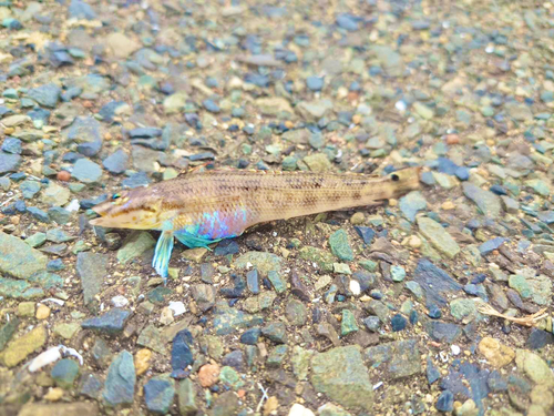 ホウボウの釣果