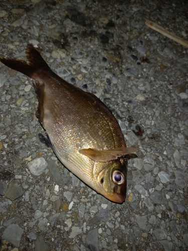 ウミタナゴの釣果