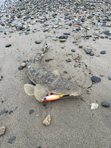 マゴチの釣果